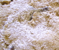 ぬか床の酸膜酵母写真