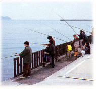 マリーナシティ魚釣り公園